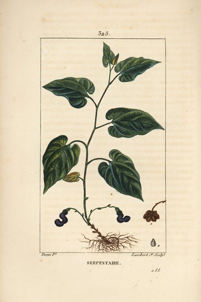 Virginia Snakeroot - Virginia Snakeroot, Aristolochia serpentaria, kukka, lehti, varsi, siemen ja juuri. Lambert Juniorin käsinvärinen pistekuparikaiverrus Pierre Jean-Francois Turpinin piirroksesta Chaumetonista, Poiret