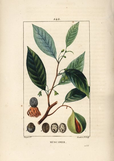 Vomic pähkinät - Muskottipähkinä ja muskotti, Myristica moschata, lehtiä, siemeniä ja hedelmiä. Lambert Juniorin käsinvärinen pistekuparikaiverrus Pierre Jean-Francois Turpinin piirustuksesta Chaumetonista, Poiret