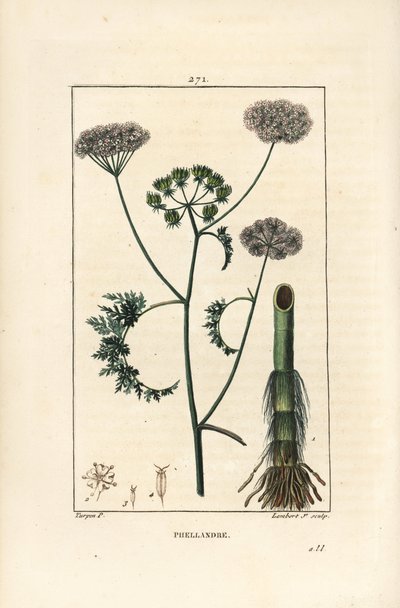 Vesipisara tai vesipisara, Oenanthe aquatica (Phellandrium aquatica), jossa kukka, lehti, varsi ja juuri. Lambert Juniorin käsinvärinen pistekuparikaiverrus Pierre Jean-Francois Turpinin piirustuksesta Chaumetonista, Poiret