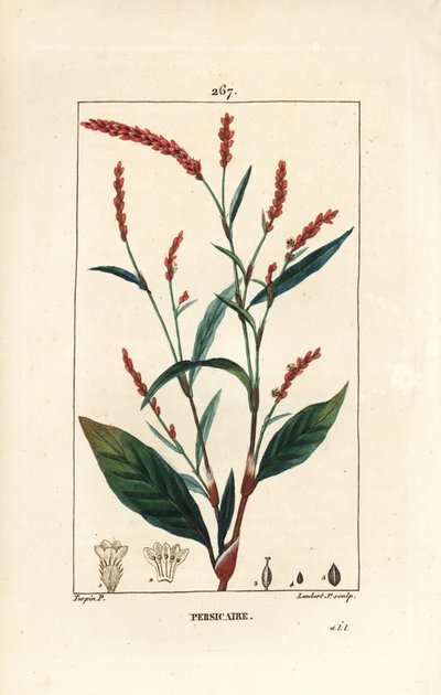 Vesipippuri knotwee - Vesipippuri, Persicaria hydropiper (Polygonum hydropiper), jossa kukka, varsi ja lehti. Lambert Juniorin käsinvärinen pistekuparikaiverrus Pierre Jean-Francois Turpinin piirustuksesta Chaumetonista, Poiret