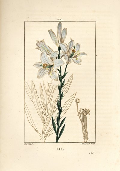 Valkoinen lilja tai madonna lilja - Valkoinen lilja, Lilium candidum. Lambert Juniorin käsinvärinen pistekuparikaiverrus Pierre Jean-Francois Turpinin piirustuksesta Chaumetonista, Poiret