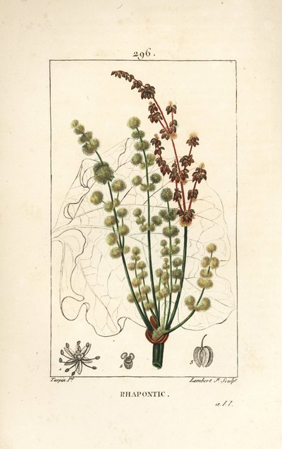 Villiraparperi - Rhapontic tai väärä raparperi, Rheum rhapontium, kukka, varsi, siemen ja lehtiä ääriviivat. Lambert Juniorin käsinvärinen pistekuparikaiverrus Pierre Jean-Francois Turpinin piirustuksesta Chaumetonista, Poiret