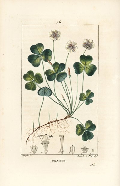 Suolapuu, Oxalide (oxalis) des bois - Suolapuu, Oxalis acetosella, kukka, lehti, varsi, siemen ja juuri. Lambert Juniorin käsinvärinen pistekuparikaiverrus Pierre Jean-Francois Turpinin piirustuksesta Chaumetonista, Poiret
