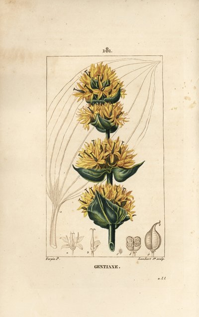 Keltainen Gentian tai Suuri Gentian - Gentian, Gentiana lutea. Lambert Juniorin käsinvärinen pistekuparikaiverrus Pierre Jean-Francois Turpinin piirustuksesta Chaumetonista, Poiret