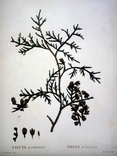 Thuya occidentalis tai amerikkalainen Thuya - kirjassa "" New Duhamel du Monceau tai tutkielma puista ja pensaista, joka kulttuurissa Ranskassa"", hahmot P.J. Redouten ja P. Bessan piirustusten mukaan tekijältä Pierre Joseph (after) Redoute