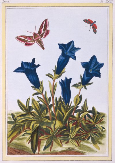 Blue Gentian Trumpet Flower, pub. 1776. tekijältä Pierre Joseph Buchoz