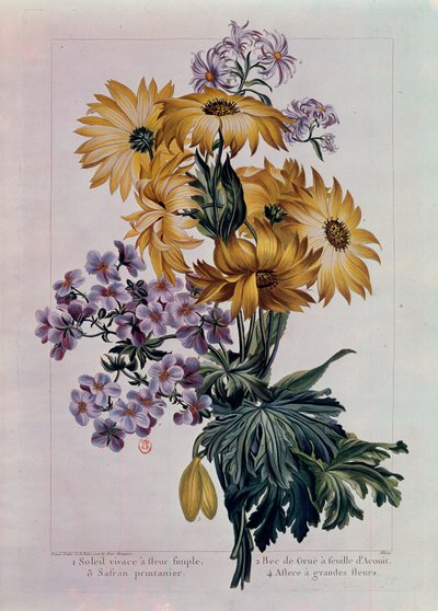 Kimppu aurinkoa ja muita kukkia. Monivuotinen aurinko yksikukkaisella kukkalla, kurkunnokka acouit-lehdellä ja aster suurilla kukilla. Pierre Josephin (1731-1807) litografia 1700-luvun Pariisi, B.N. tekijältä Pierre Joseph Buchoz