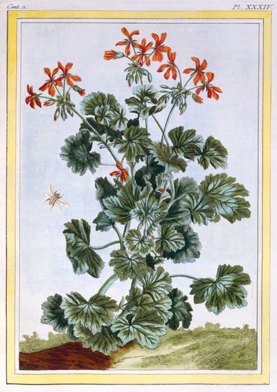 Cranesbill, pubi. 1776. tekijältä Pierre-Joseph Buchoz