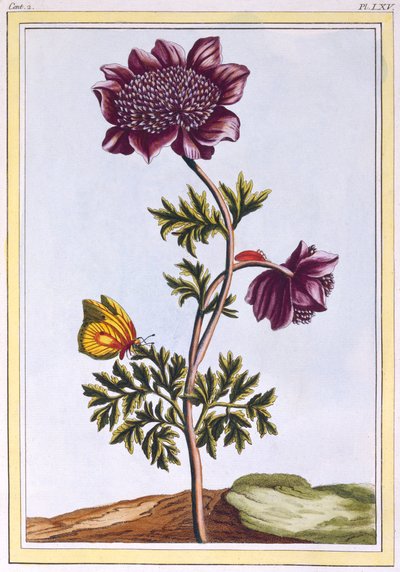 Garden Anenome Windflower, pubi. 1776. tekijältä Pierre Joseph Buchoz