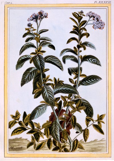 Heliotrooppi tai kirsikkapiirakka, n. 1766 (käsinvärinen kaiverrus) tekijältä Pierre Joseph Buchoz