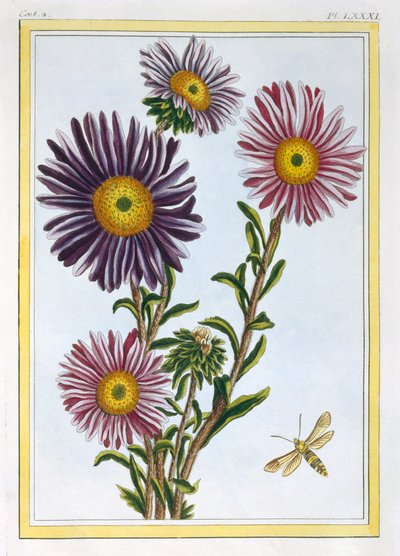Kuningatar Marguerite Aster, pubi. 1776. tekijältä Pierre Joseph Buchoz