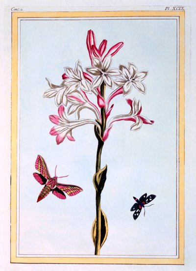 Tuberose, pubi. 1776. tekijältä Pierre-Joseph Buchoz