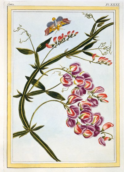 Le Grand Lathyre Everlasting Sweet Pea, pub. 1776. finlandès tekijältä Pierre Joseph Buchoz