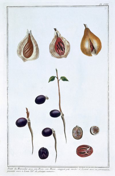 Muskottipähkinä, c1751-1807 tekijältä Pierre Joseph Buchoz