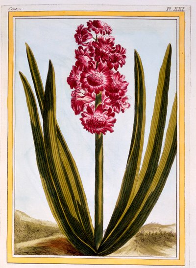 Royal Crimson, pubi. 1776. tekijältä Pierre Joseph Buchoz