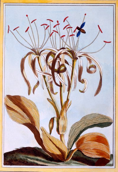 Meridaffodil, pubi. 1776. tekijältä Pierre-Joseph Buchoz