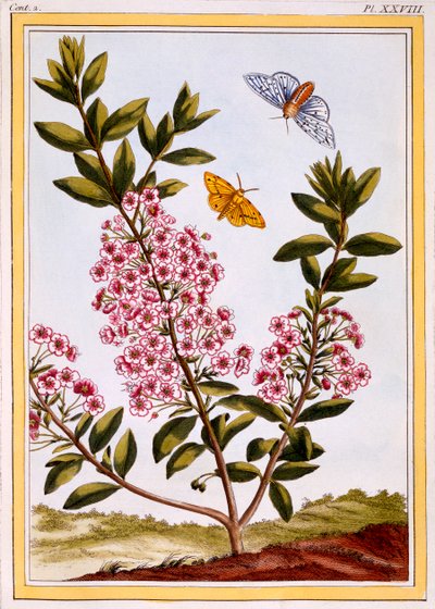 Lampaanlaakerit Kalmia augustifolia, pub. 1776. tekijältä Pierre Joseph Buchoz