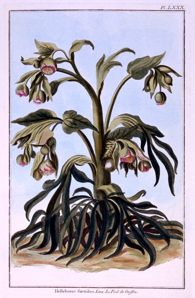 Haiseva Hellebore tekijältä Pierre Joseph Buchoz