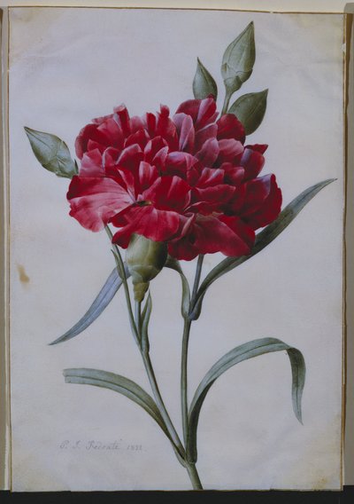 Tummanpunainen neilikka, 1822 tekijältä Pierre Joseph Redouté