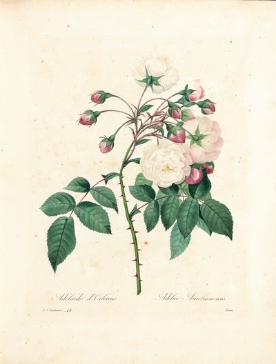 Victorin kaivertama Adelaide d