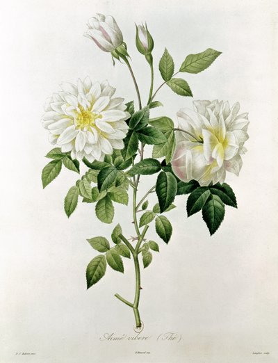 Aime Vibere (Tee), kaiverrus Eustache Hyacinthe Langlois (1777-1837) tekijältä Pierre Joseph Redouté