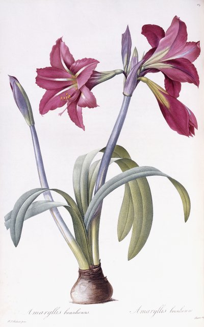 Amaryllis Brasiliensis tekijältä Pierre Joseph Redouté
