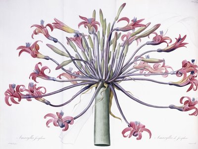 Amaryllis Josephina, 1802-1816 tekijältä Pierre Joseph Redouté