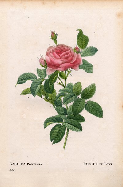 Andre Du Pontin ruusu, Rosa gallica -lajike, Rosier du Pont. Käsinvärinen pistekuparikaiverrus Pierre Joseph Redouten teoksesta "Les Roses" Paris tekijältä Pierre Joseph Redouté