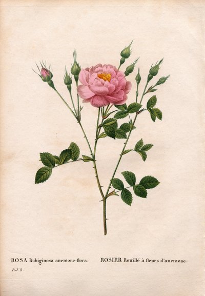 Anemone-kukkainen sweetbriar ruusu, Rosa rubiginosa -lajike, Ruusu ruoste vuokokukilla. Käsinvärinen pistekuparikaiverrus Pierre Joseph Redouten teoksesta Les Roses, Paris tekijältä Pierre Joseph Redouté