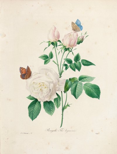 Bengal Thé Hyménée, Victorin kaiverrus, teoksesta "Kauneimpien kukkien ja kauneimpien hedelmien valinta", osa. I, 1827-33 tekijältä Pierre Joseph Redouté