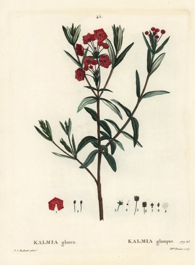 Suonlaakerit, Kalmia polifolia (Kalmia glauca). Neiti Brenet