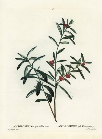 Suon rosmariini, Andromeda polifolia. Käsinvärinen pistekaiverrus Pierre-Joseph Redouten piirustuksen jälkeen Henri Louis Duhamel du Monceaun teoksesta Treat des Arbres et Shrustes, Pariisi tekijältä Pierre Joseph Redouté
