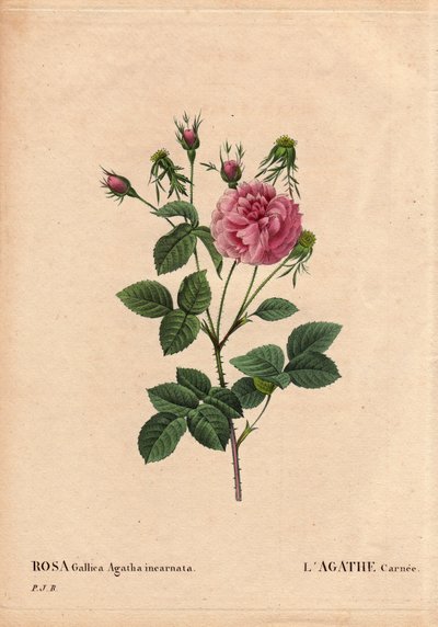 Kasvitieteellinen lauta, kukka, ruusulajike: Agathe carnee (Rosa gallica agatha incarnata). Alkuperä tuntematon, Rose Gallica Damaskin hybridilaji. Pierre Joseph Redouten (1759-1840) teoksessa "The Roses", osa 2 tekijältä Pierre Joseph Redouté