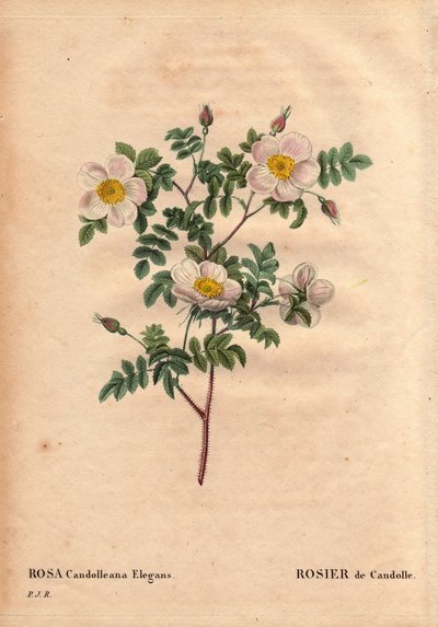 Kasvitieteellinen lauta, kukka, ruusulajike: De Candollen valkoinen ruusu tai Rose de Candolle (Rosa candolleana elegans). Villiruusu, löydetty Etelä-Euroopasta ja nimeltään De Candolle vuonna 1819. Pierre Joseph Redouten (1759-1840) teoksessa Les Roses, o tekijältä Pierre Joseph Redouté
