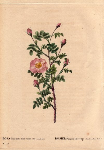 Kasvitieteellinen lauta, kukka, ruusulajike: Red Pimprenelle Rose (Varietessa on tuplakukkia). Latinaksi: Rosa pimpinellifolia rubra. Monsieur Descenemetin kasvattamat kukat, noin 1800. Pierre Joseph Redouten (1759-1840) teoksessa Les Roses, osa 2 tekijältä Pierre Joseph Redouté