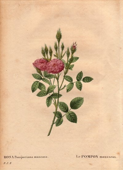 Kasvitieteellinen lautakunta, kukka, ruusulajike: "Rose de Meaux