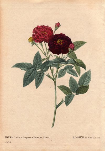 Kasvitieteellinen lauta, kukka, ruusulajike: Van Eeden Rose (Rosa Gallica Purpurea Velutina Parva). Van Eeden viljeli Alankomaissa ennen vuotta 1810. Pierre Joseph Redouten (1759-1840) teoksessa Les Roses, osa 2 tekijältä Pierre Joseph Redouté