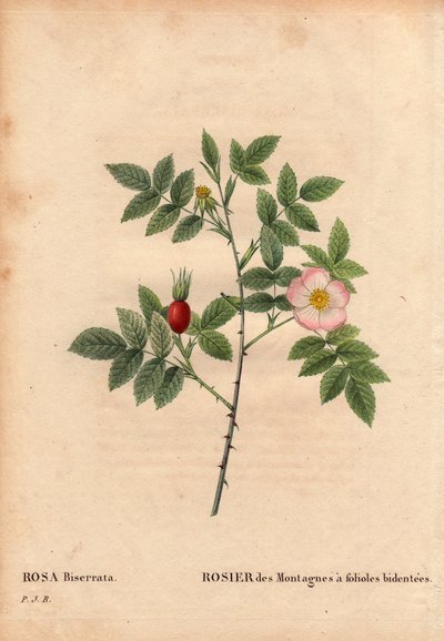 Kasvitieteellinen lauta, kukka, ruusulajike: Vuoriruusu biidentee-lehtisillä (Rosa Biserrata). Keräsi tohtori Merat ennen vuotta 1812 Mont Valerienissa lähellä Pariisia, Ranskaa. Pierre Joseph Redouten (1759-1840) teoksessa Les Roses, osa 2 tekijältä Pierre Joseph Redouté