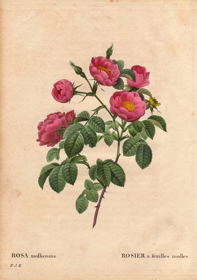 Kasvitieteellinen lauta, kukka, ruusulajike: Ruusu pehmeillä lehdillä. (Rosa mollissima flora submultiplici). Rose mollis -lajike, ennen 1821. Pierre Joseph Redouten (1759-1840) teoksessa Les Roses, Volume 2 tekijältä Pierre Joseph Redouté