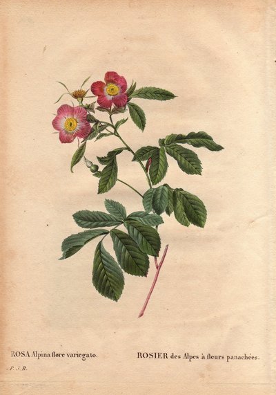 Kasvitieteellinen levy, kukka, ruusulajike: Alppien ruusu variegato-kukilla (Rosa alpina flora variegato). Esitelty Ranskassa noin 1813 de Poilpre. Pierre Joseph Redouten (1759-1840) teoksessa Les Roses, osa 2 tekijältä Pierre Joseph Redouté
