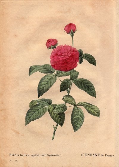 Kasvitieteellinen levy, kukka, ruusulajike: Ranskan lapsi (Rosa gallica agatha var. delphiniana). Viljeli Monsieur Du Pont, noin 1802, tunnettu Louis XV:n (1710-1774) hallituskaudesta lähtien ja nimeltään "Enfant de France" Dauphinin kunniaksi. Kirjassa "" tekijältä Pierre Joseph Redouté
