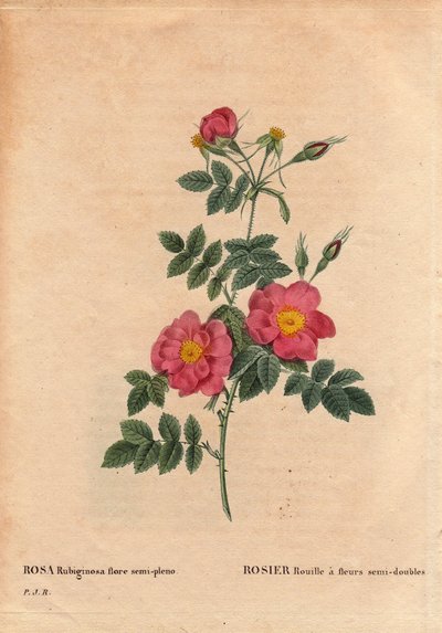 Kasvitieteellinen levy, kukka, ruusulajike: Rose Rustissa on puoliksi kaksoiskukkia (Rosa rubiginosa flora semi pleno), jotka on saatu siemenistä ja kasvatettu P.J. Redouten noin 1806 tienoilla. Pierre Joseph Redouten (1759-) teoksessa Les Roses, osa 2 184 tekijältä Pierre Joseph Redouté