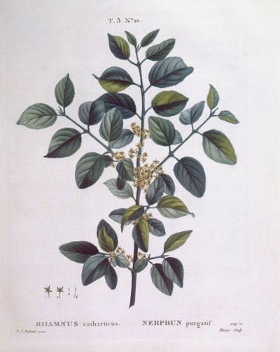 Tyrni (Rhamnus catharticus), Henry Louis Duhamel du Monceau, Pierre Joseph Redoutén kasvitieteellinen levy tekijältä Pierre Joseph Redouté