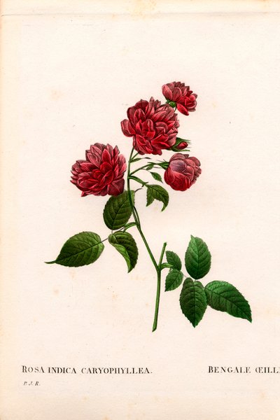 Neilikka Kiinan ruusu, Rosa chinensis -lajike, Bengalin neilikka. Käsinvärinen pistekuparikaiverrus Pierre Joseph Redouten teoksesta Les Roses, Paris tekijältä Pierre Joseph Redouté