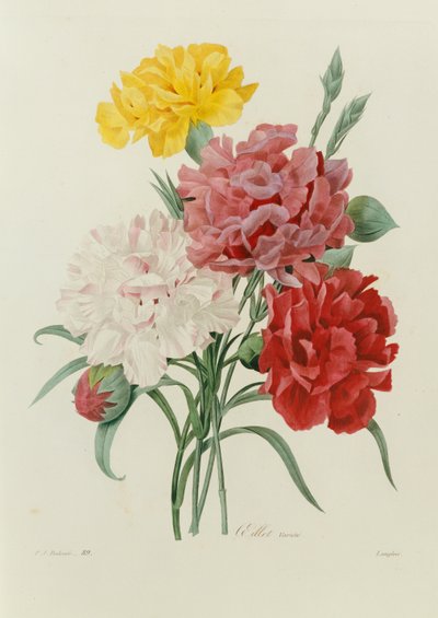 Neilikat, "Kauneimpien kukkien valinta", n. 1833 tekijältä Pierre Joseph Redouté