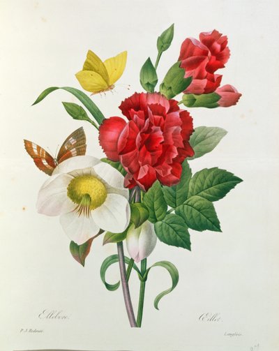 Jouluruusu, Helleborus niger ja punainen neilikka perhosilla, Pierre Redouten (1759-1840) Les Choix des Plus Belles Fleursista tekijältä Pierre Joseph Redouté