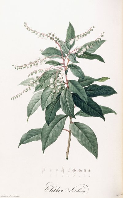 Clethra Arborea tekijältä Pierre Joseph Redouté