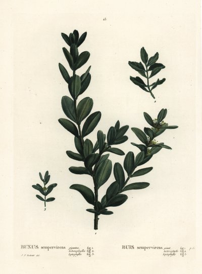 Tavallinen laatikko, eurooppalainen laatikko tai puksipuu, Buxus sempervirens (gigantea, heterophylla ja leptophylla). Käsinvärinen pistekaiverrus Pierre-Joseph Redouten piirustuksen jälkeen Henri Louis Duhamel du Monceaun teoksesta Treat des Arbres et Shr tekijältä Pierre Joseph Redouté