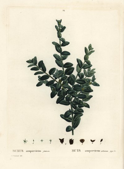 Tavallinen laatikko, eurooppalainen laatikko tai puksipuu, Buxus sempervirens fruticosa. Käsinvärinen pistekaiverrus Pierre-Joseph Redouten piirustuksen jälkeen Henri Louis Duhamel du Monceaun teoksesta Treat des Arbres et Shrustes, Pariisi tekijältä Pierre Joseph Redouté
