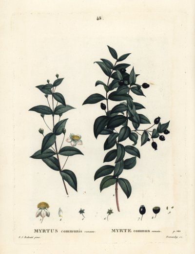 Tavallinen myrtti, Myrtus communis. Demachyn käsinvärinen pistekaiverrus Pierre-Joseph Redouten piirustuksen jälkeen Henri Louis Duhamel du Moncelin teoksesta Treat des Arbres et Shrustes, Pariisi tekijältä Pierre Joseph Redouté